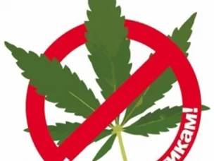 О выявлении и уничтожении наркосодержащих растений!