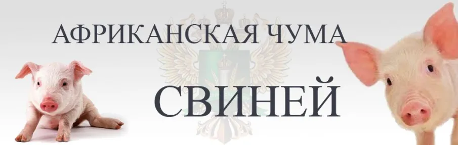 АФРИКАНСКАЯ ЧУМА СВИНЕЙ