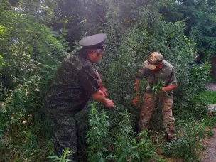 В городе Зверево прошел первый этап акции «Единый день борьбы с дикорастущей коноплей»
