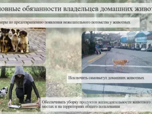 Гуманное отношение к домашним животным