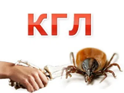 Что такое Конго-крымская геморрагическая лихорадка?